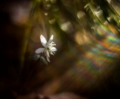 В радужных лучах...