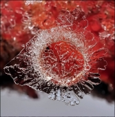 Печать зимы...