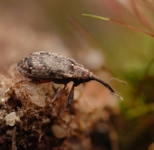 Экс-буратино...