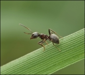 Бычок Маленький...