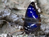 Переливница