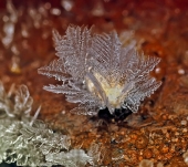 Кустарниковый лёд...... Кустарниковый лёд......