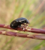 Завтрак жучка…