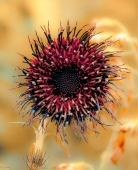 Осенний портрет "колючки"...