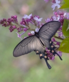 Неожиданный подарок мая