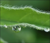 Око яблока...