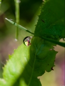 Симфония лета.