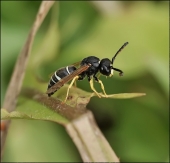 Красноармейка...