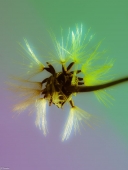 "Озорные хвостики"...