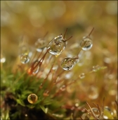 Трехглазый леденец...