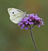 Просто белянка Просто белянка
