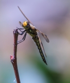 О небо, пошли удачу!