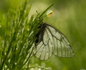 Мокрое утро...