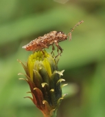 Прибытие-1...