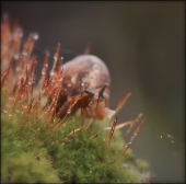 Легче воздуха... Легче воздуха...