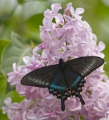 Хвостоносец