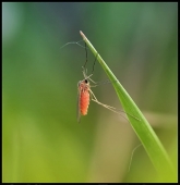 Красный плащ...