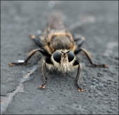 Неведомая зверушка...