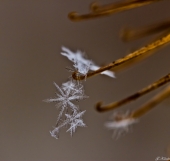 Украшения для ёлки...