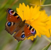 А все таки жаль, что кончилось лето...