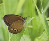 Бархатница 2