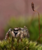 Опять она не пришла...