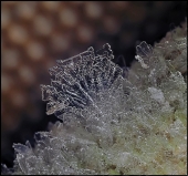 Немой взгляд...