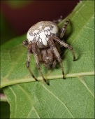 Первая скрипка...