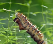 Белое солнце пустыни.....