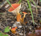 Вот такие грибочки #3 Вот такие грибочки #3