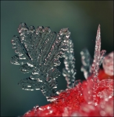 Морские камешки...