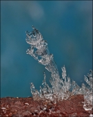 Голубой чертёнок...