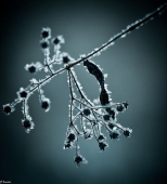 В хрустальной мантии зимы...