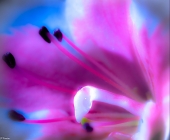 Розовое настроение...