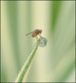 Невесомость воды...