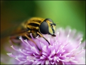 В лучах цветка...