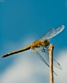 Акробат.. Акробат..