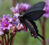 Молодой и очень голодный... Молодой и очень голодный...