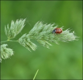 И моря тишины прибой...