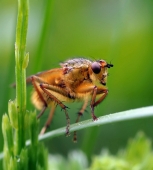 Голубая кровь...