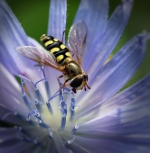 Фонарики Фонарики