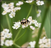 Ласковый зверь...