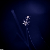 Миражи... Миражи...