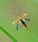 О полётах.. О полётах..