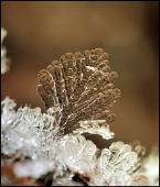 ПРиглянувшаяся хрупКОСТЬ... ПРиглянувшаяся хрупКОСТЬ...