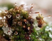 Уставшие от зимы...