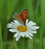 Страна полётов..