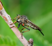 неизвестная волосатая тварь