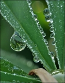 СтРУНЫ... СтРУНЫ...