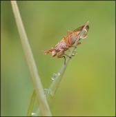 Ахум... Ахум...